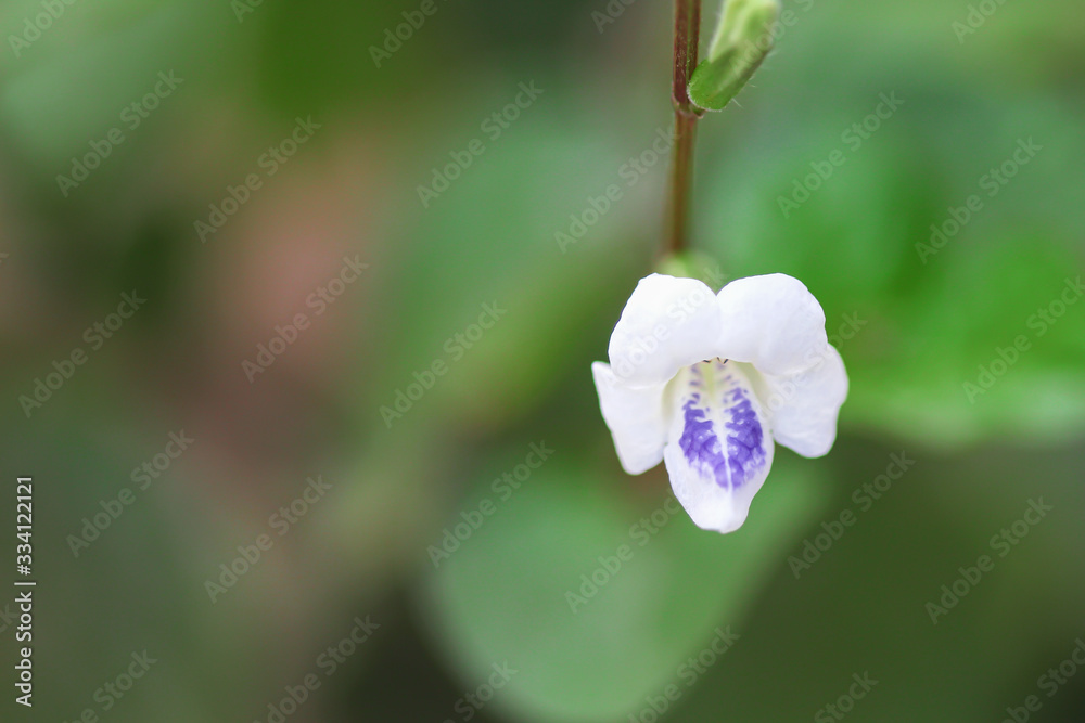 Fresh white with striped purple flower blooming in garden blurred green background Fresh white with striped purple flower blooming in garden blurred green background