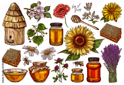 Hand drawn vector honey set with plants and flowers. Collection of sketch illustrations for beekeeping, apiculture and mead company and business. Hives, spoon, honeycomb, jars and pot, wildflowers