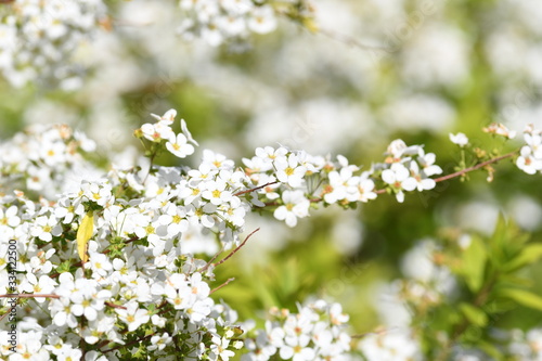 ユキヤナギの花