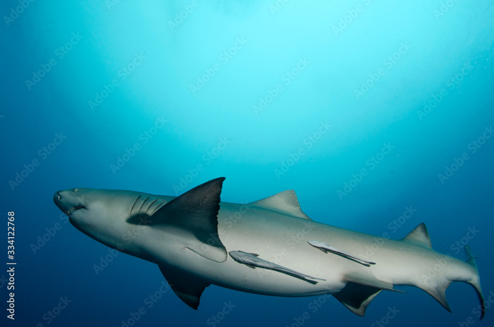 Fototapeta premium Squalo 