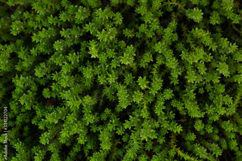 Pattern wallpaper grass plants.