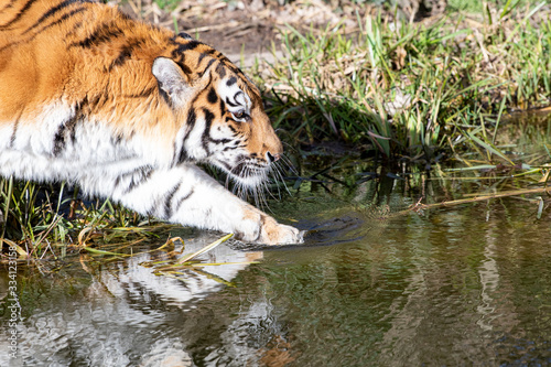 Tiger geht ins Wasser