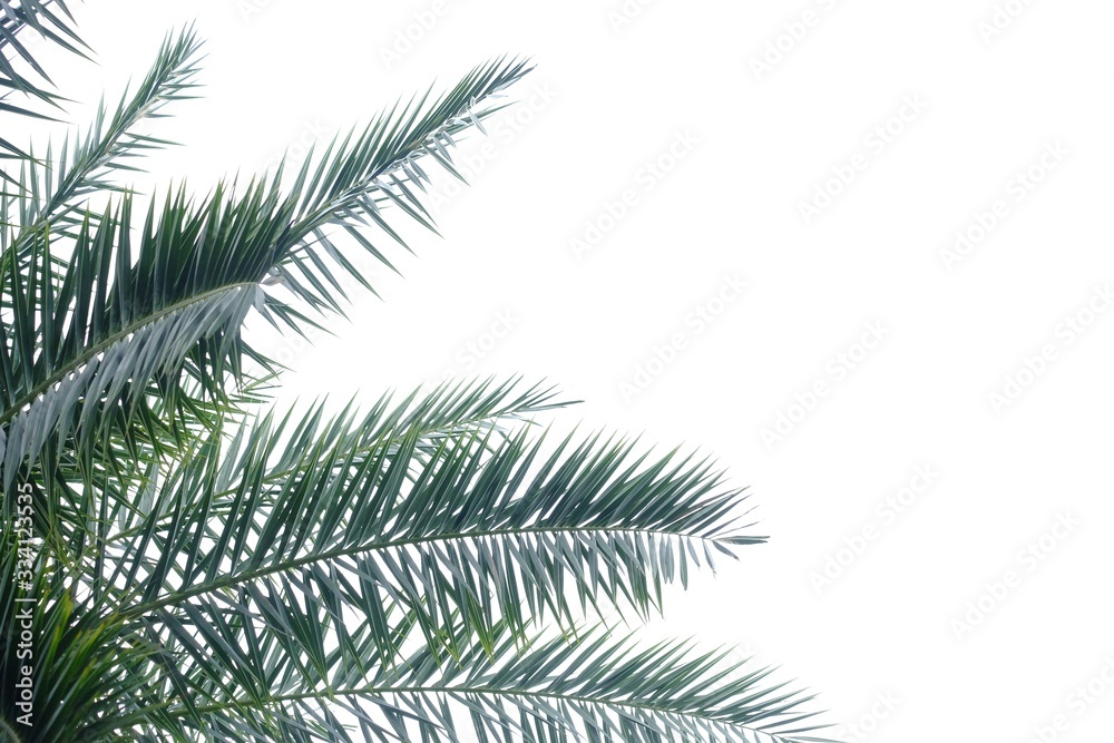 Palm leaves on white isolated background for green foliage backdrop with copy space