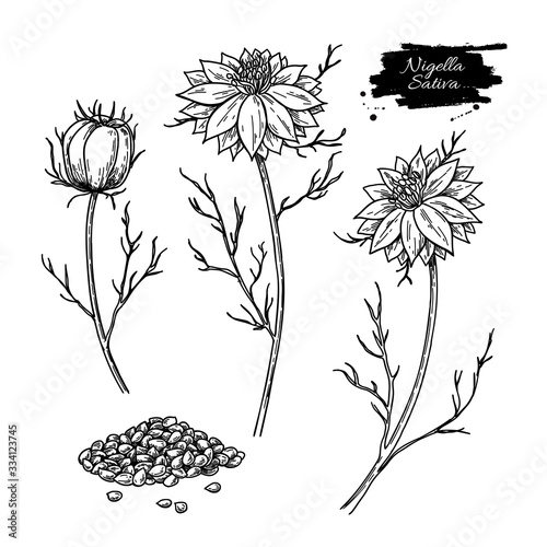 Nigella sativa vector drawing. Black cumin isolated illustration. Hand drawn botanical flower branches and seeds. photo