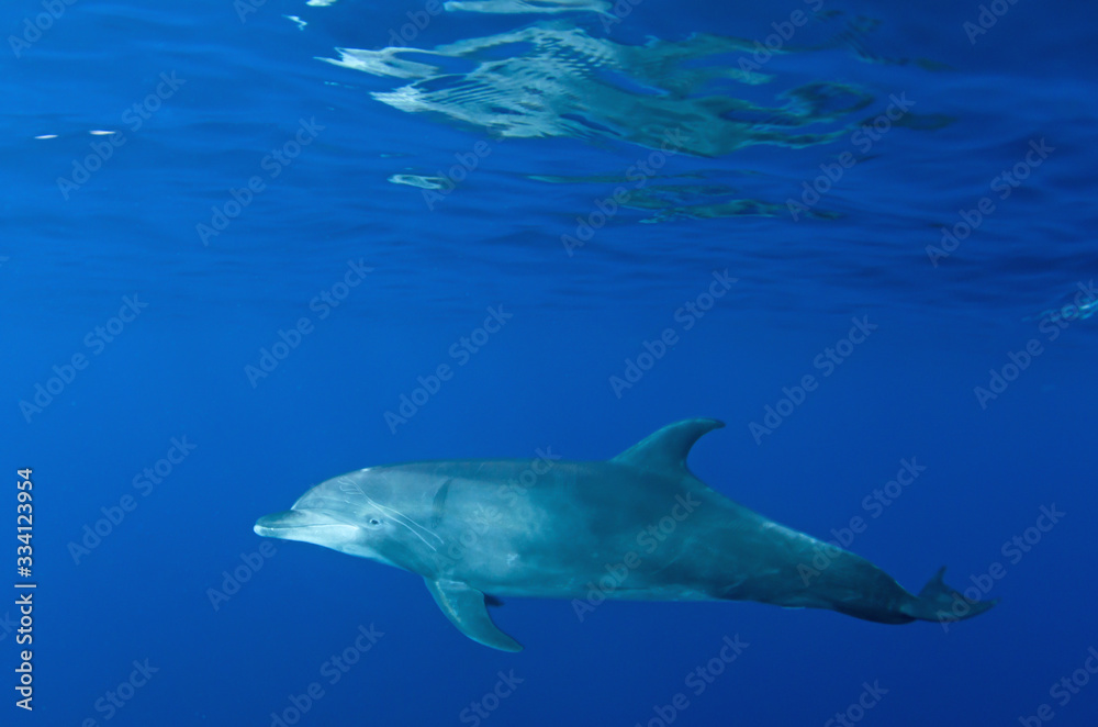 Fototapeta premium delfino