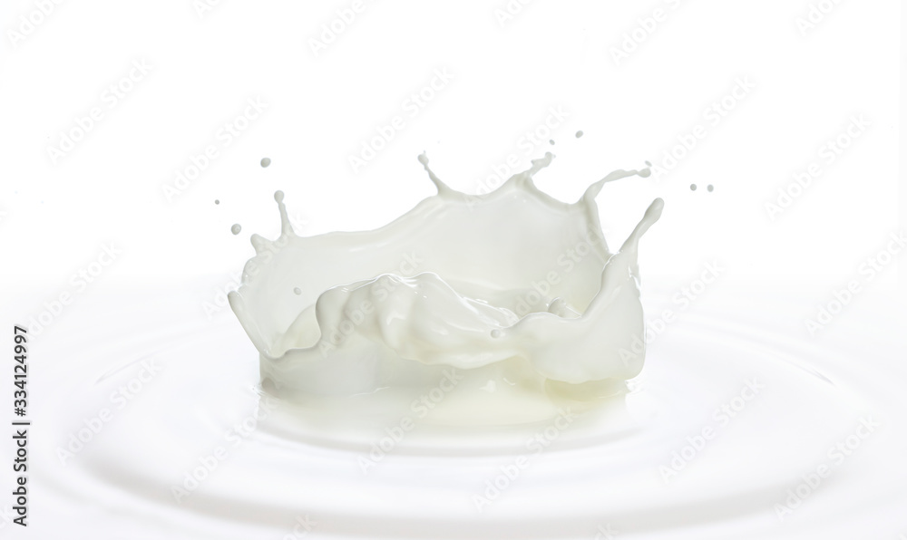 pouring of milk splash isolated white background pouring of milk splash isolated white background