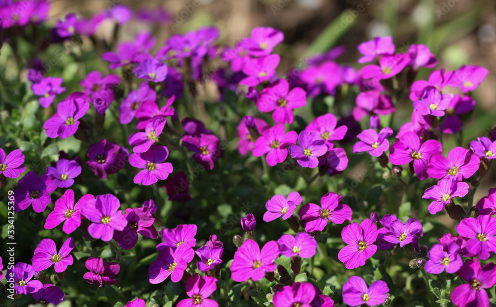 Blühendes Blaukissen Aubrieta