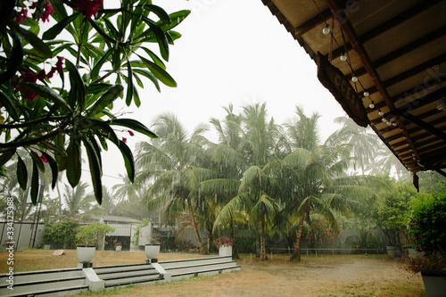 
Tropical rain in Sri Lanka and tropical greens
