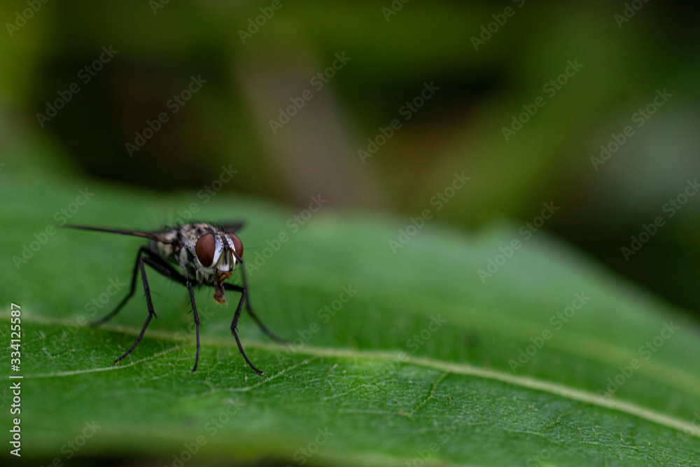 Fototapeta premium fly on a leaf