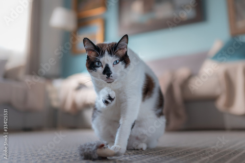 gato gordo blanco y negro de ojos azules sentado sobre la alfombra, señala a la camara con la pata con gesto de enfado photo