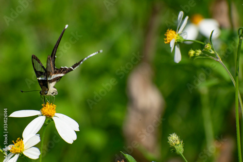 butterfly on a daisy flower photo