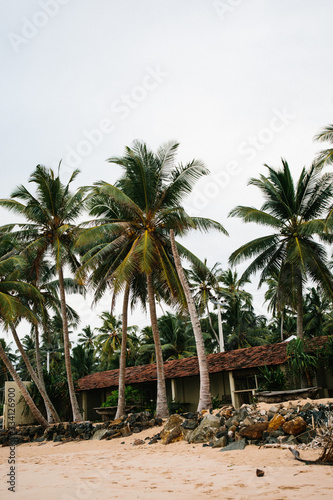  Tropical Sri Lankan beach with coconut trees at sunrise