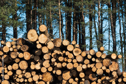 Stacked pulpwood biomass