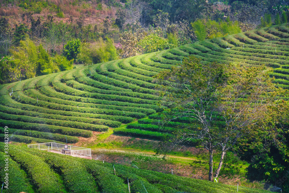 landscape of tea farm in chiang rai for travel on vacation time