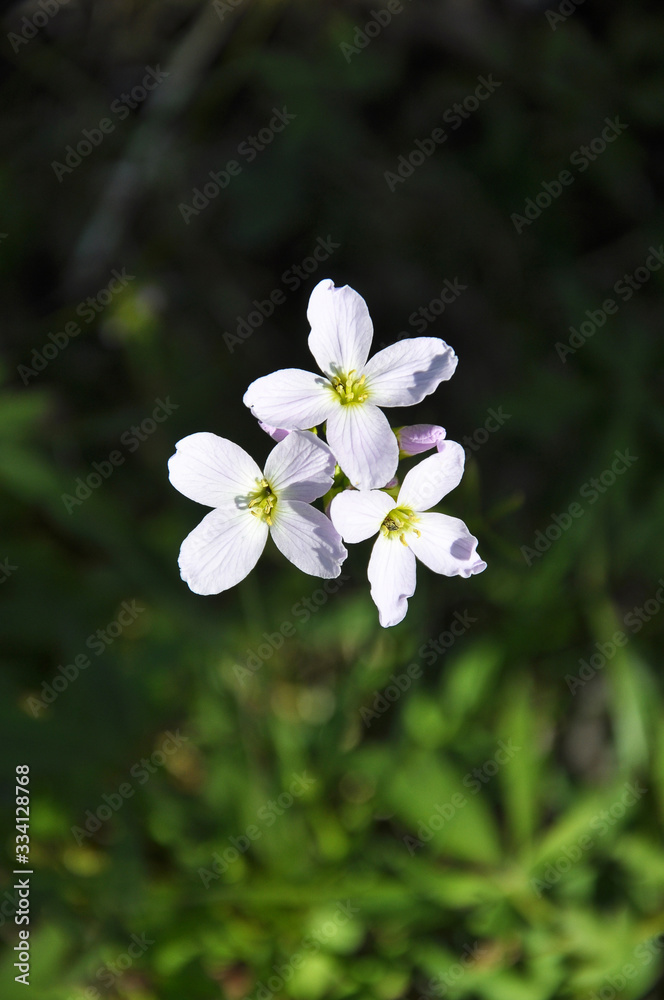 Wiesenschaumkraut in natuerlicher Umgebung Wiesenschaumkraut in natuerlicher Umgebung