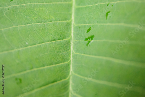 Young green leaf of a tropical plant in drops after rain, macro photography