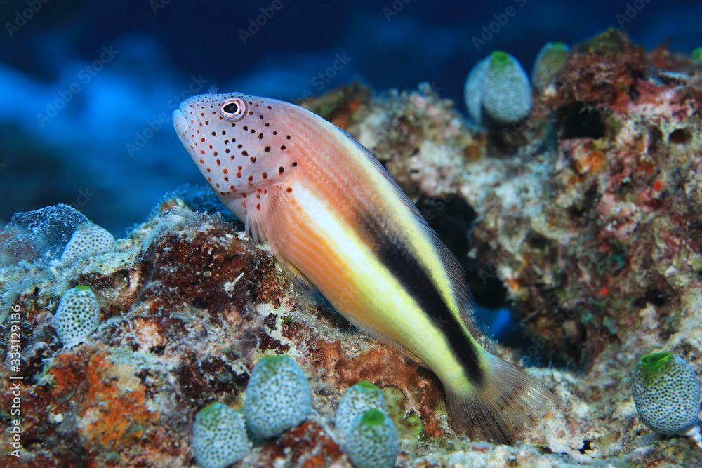 Blackside hawkfish Blackside hawkfish