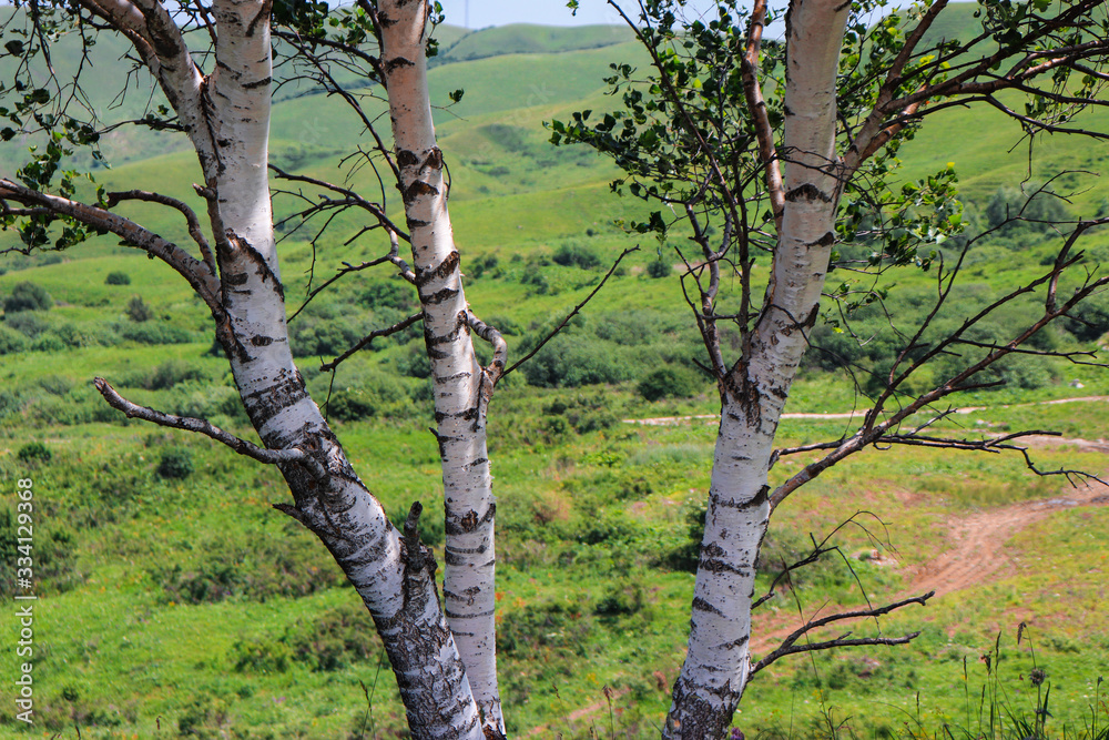 Fototapeta premium Birch trees on the background of Caucasian meadows