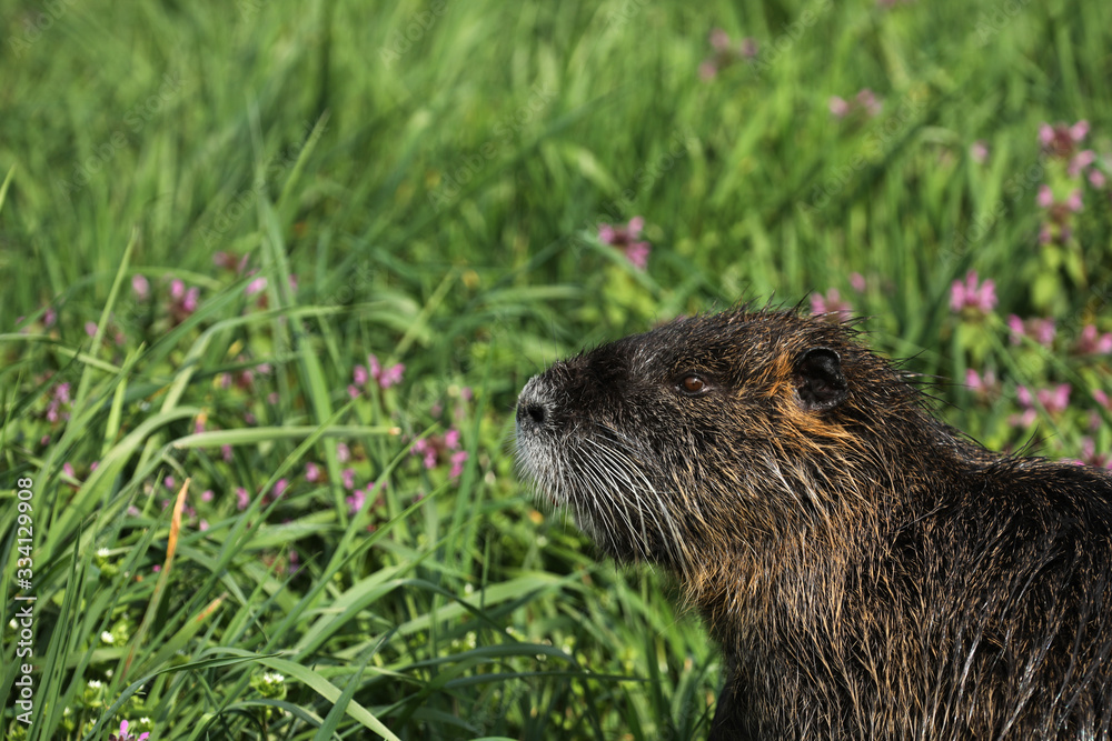 Nutria Nager Nagetier