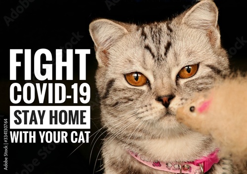 Cute feline and message to stay home with your cat and stay safe from the covid-19 outbreak 
