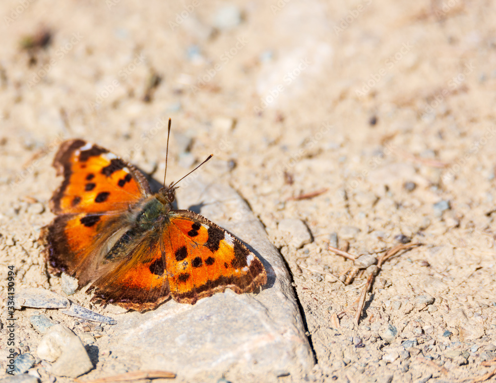 butterfly butterfly