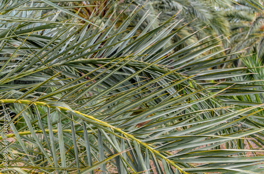 Naklejka premium Detail of a date palm tree, natural background
