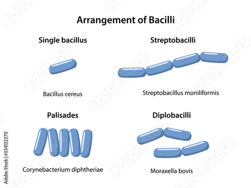 Rod-shaped bacteria morphology. Arrangements of bacilli: single bacillus, diplobacillus, streptobacillus, palisades. Microbiology. Vector illustration in flat style isolated over white background