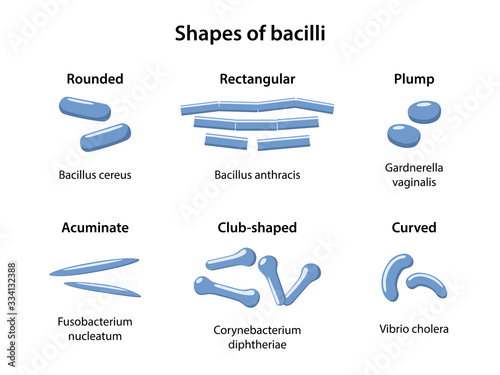 Shapes of ends of bacilli: rounded, rectangular, plump, acuminate, club-shaped, curved. Bacteria morphology. Microbiology. Vector illustration in flat style isolated over white background photo
