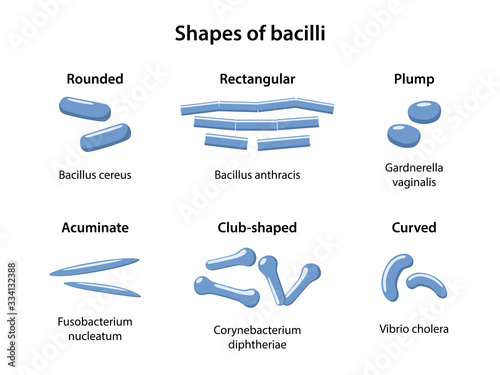 Shapes of ends of bacilli: rounded, rectangular, plump, acuminate, club-shaped, curved. Bacteria morphology. Microbiology. Vector illustration in flat style isolated over white background