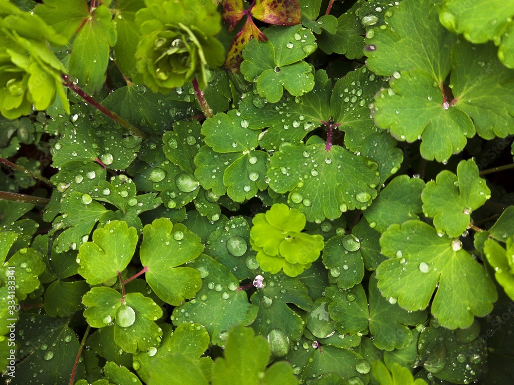 Bright juicy green grass close-up. Large drops of water, dew, raindrops on surface of leaf and plants in field or meadow. Summer floral natural background. Botanical concept. Bright juicy green grass close-up. Large drops of water, dew, raindrops on surface of leaf and plants in field or meadow. Summer floral natural background. Botanical concept.