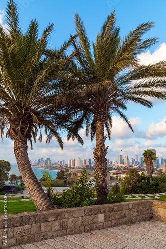Palm trees on the hill 