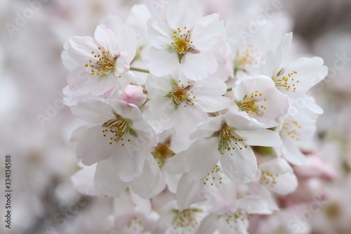 ソメイヨシノ（サクラ）の花