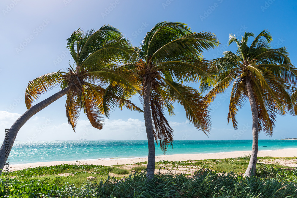 Palm trees and Caribbean sea