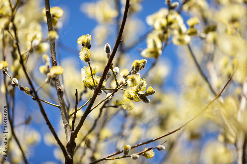 Spring easter pussy willow branches on blue background. Spring easter pussy willow branches on blue background.
