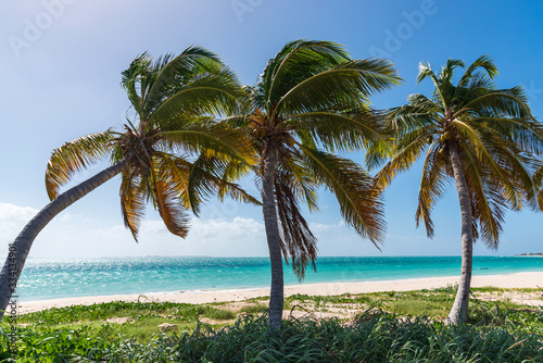 Palm trees and Caribbean sea © Overburn