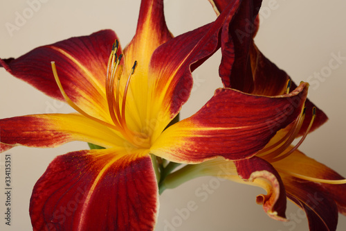 Fragment of a multi-colored daylily flower isolated on a beige background, close-up.