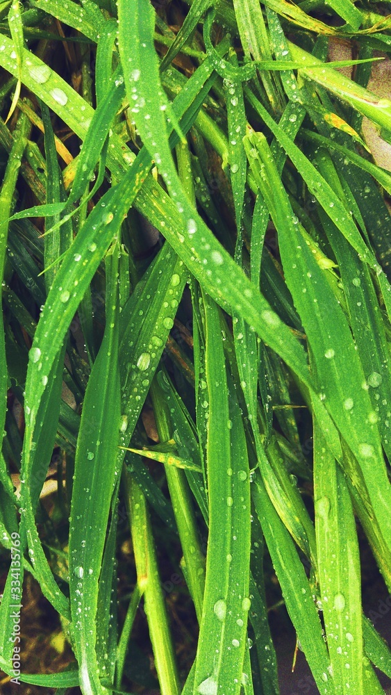 Fototapeta premium Bright juicy green grass close-up. Large drops of water, dew, raindrops on surface of leaf and plants in field or meadow. Summer floral natural background. Botanical concept.