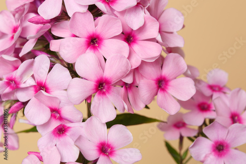 Fragment of an inflorescence of pink phlox flowers with purple centers isolated on a beige background  close-up.