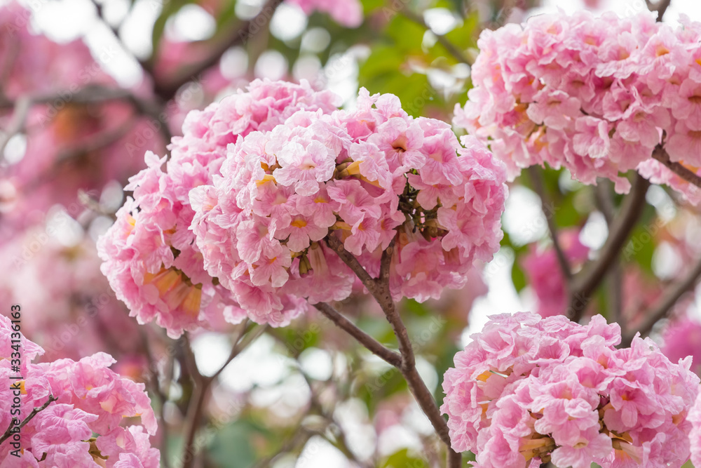 Pink flower and tree branch blur nature background Pink flower and tree branch blur nature background