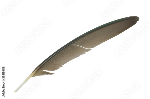 Beautiful green macaw parrot lovebird feather isolated on white background