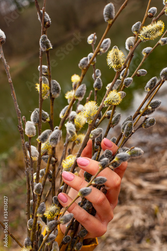 Spring background with willow. Willow bouquet in a female hand. Spring
