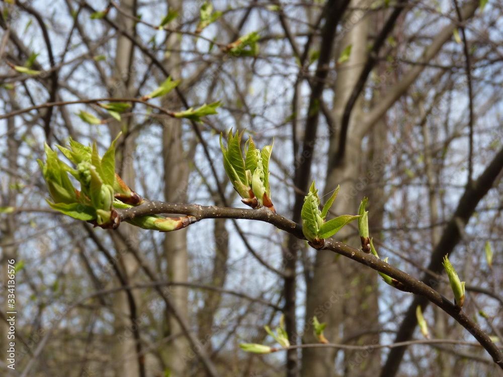 Fresh growing leaves on a tree branch in spring forest on a sunny day