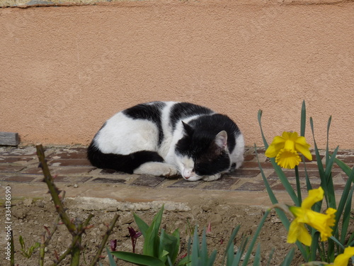 Fototapeta Naklejka Na Ścianę i Meble -  Black and white domestic cat sleeping in the garden with daffodil flowers in spring