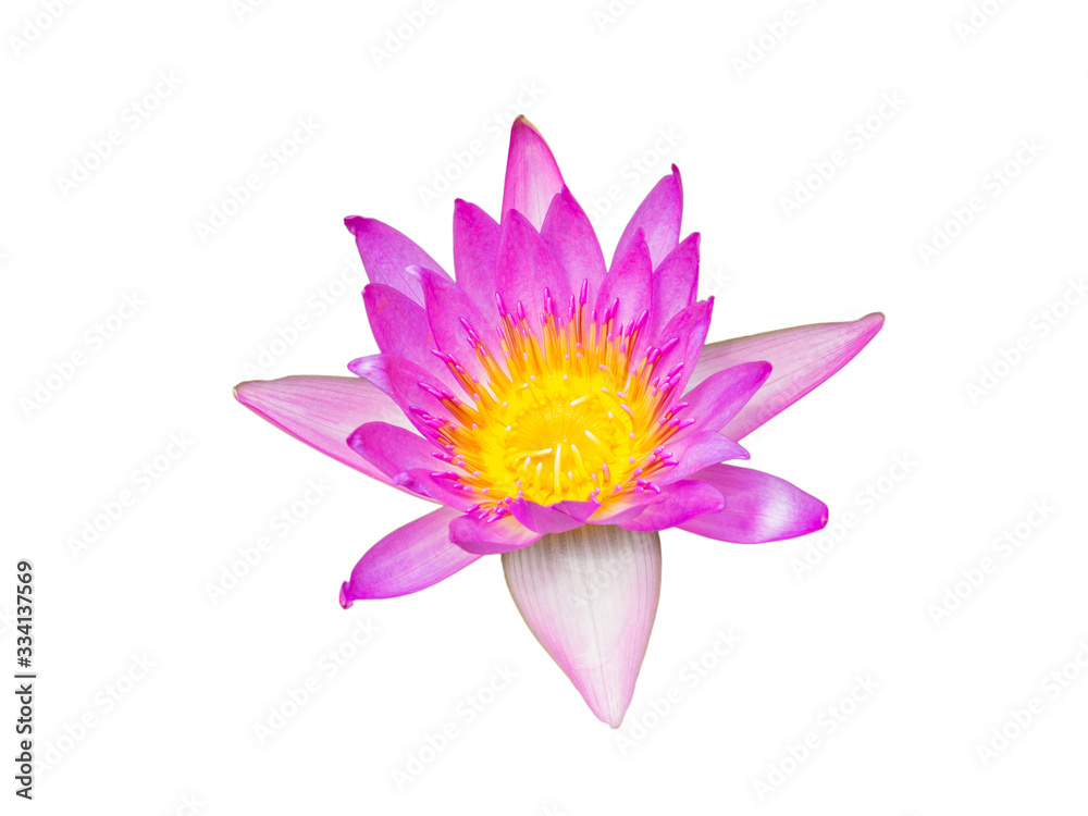 Pink lotus blossoms,Pink flower isolated on white background with clipping path