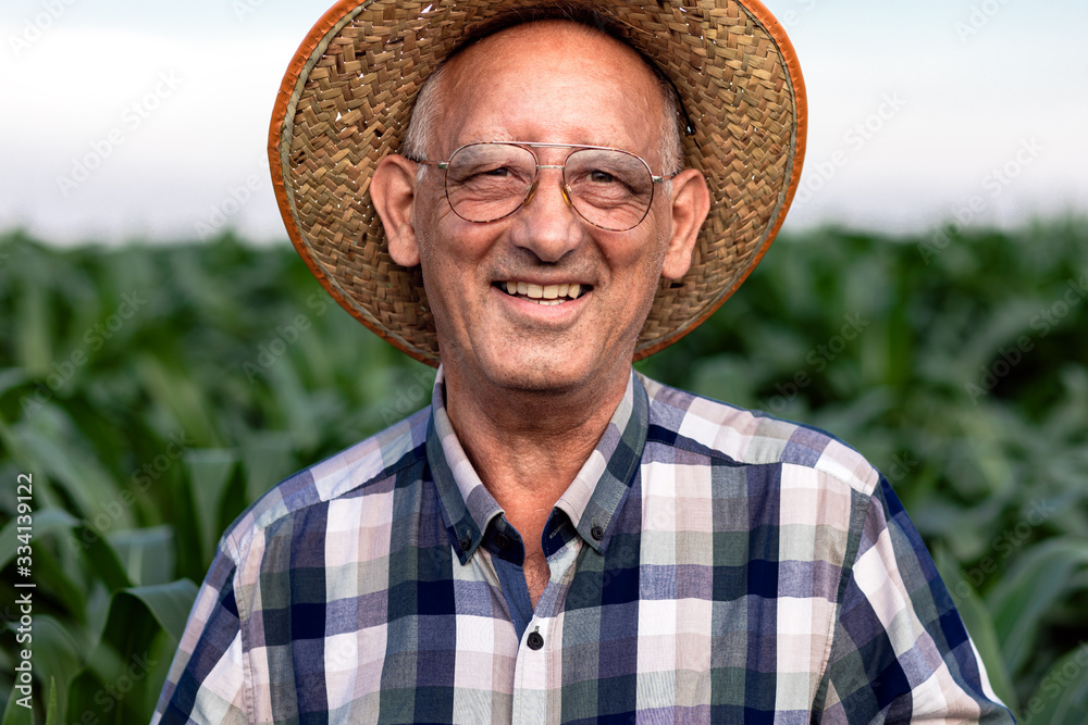 Portrait of senior farmer standing in corn field examining crop.