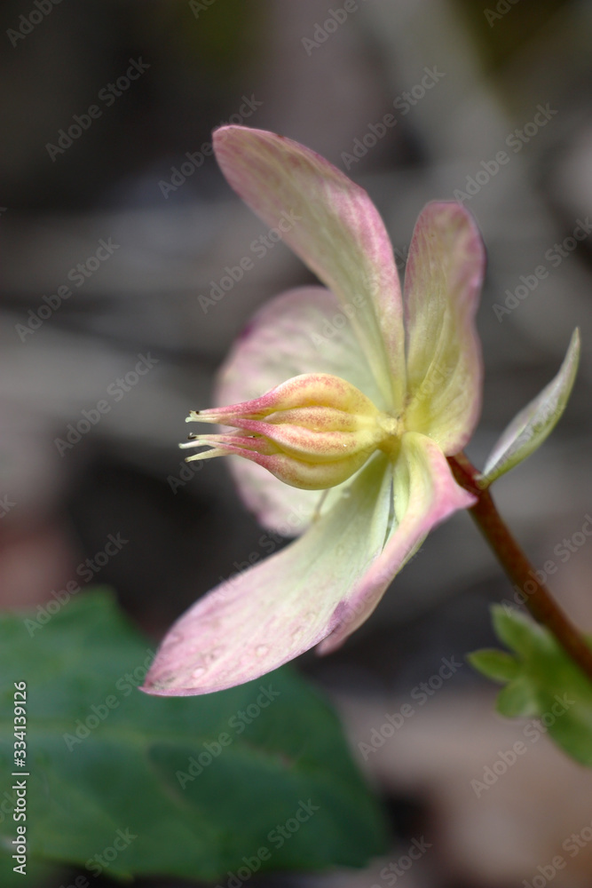 Single fresh flower of a helleborus with white petals and yellow stamens and a pestle.