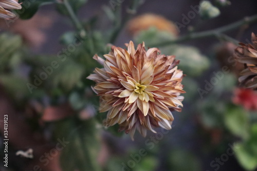 Dry flower - Flower