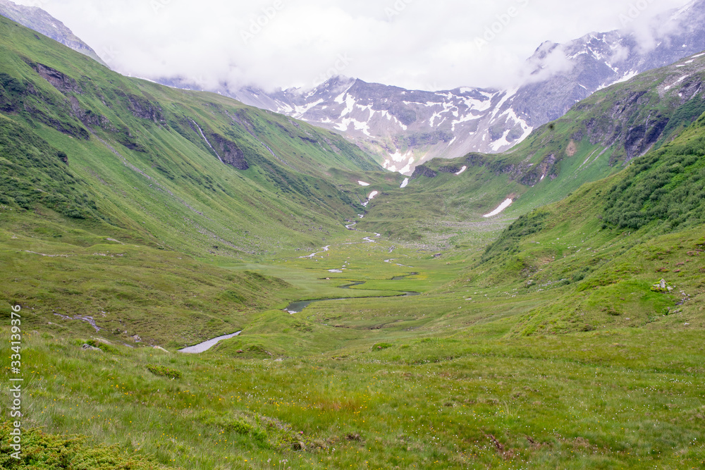 Fototapeta premium Weißeneck