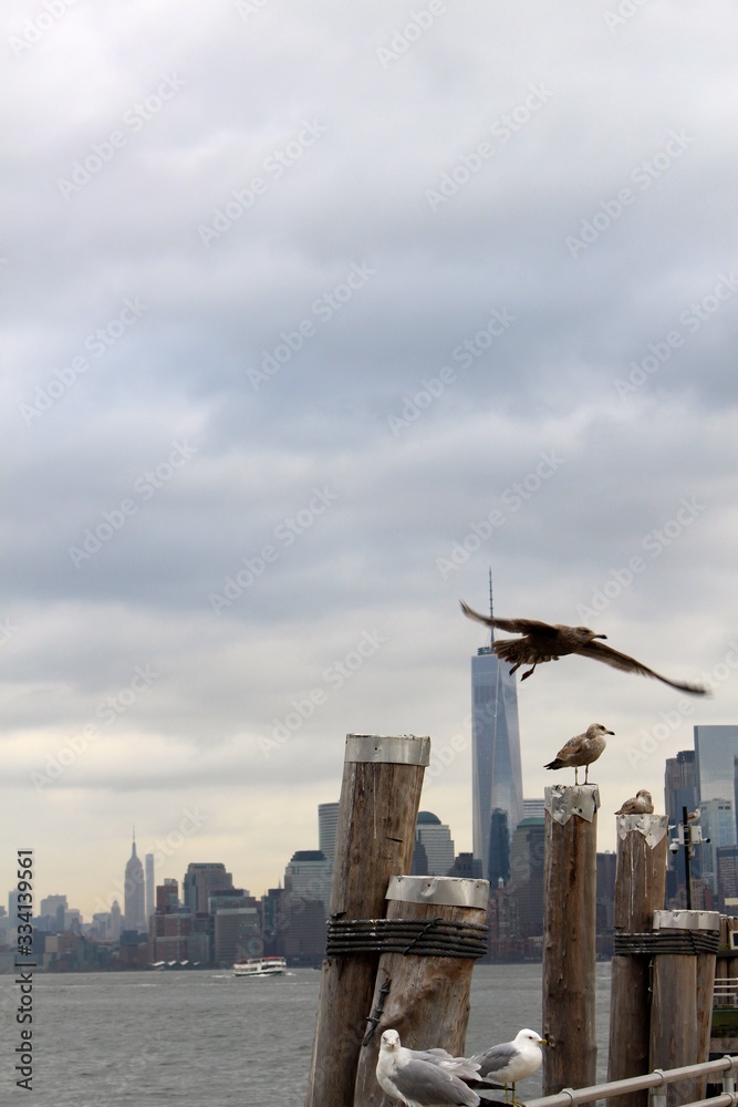 Obraz premium seagulls flying