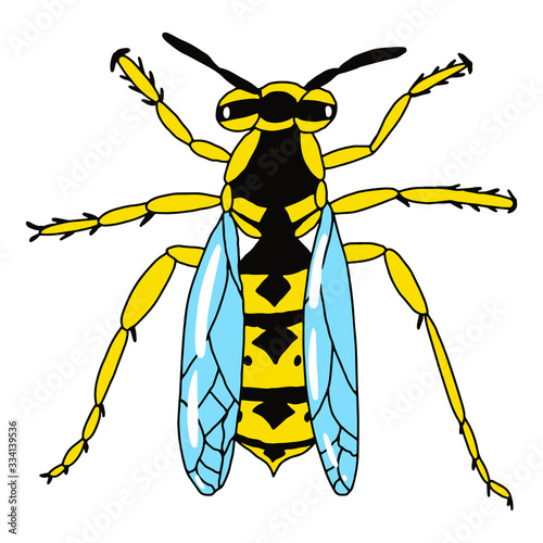 Wasp top view on an isolated white background. Insect in cartoon style. Stock vector illustration.